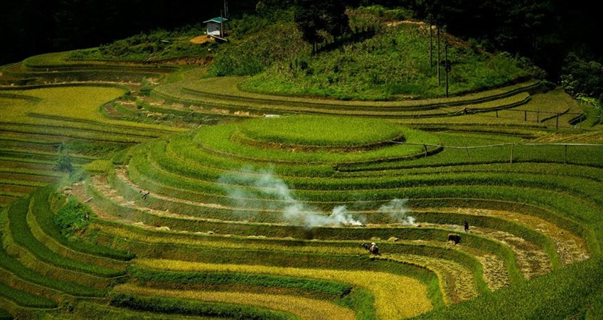 Mu Cang Chai Tours