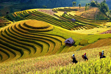 Mu Cang Chai Fields