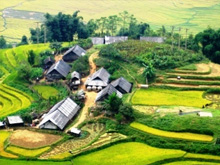 Sapa Terraced Field 